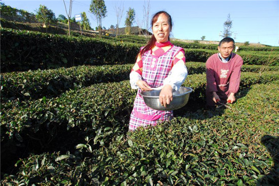 宜宾市茶产业研究院揭牌仪式举行