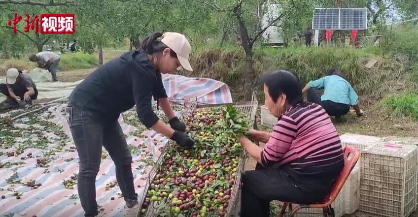 山西稷山千年枣林孕育产业新生态