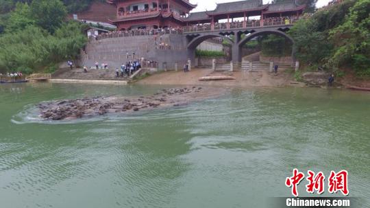 四川蓬安观“百牛渡江”壮观场景 数万游客引颈围观