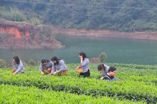 采早茶。钟欣 摄