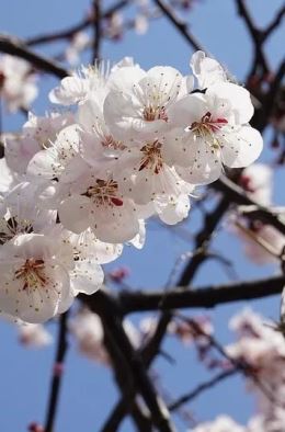 花开河东春来早｜春光无限好 夏县百花开